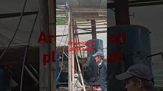 Artemisia oil plant तीतेपाती  titepati ko tel [upl. by Burnaby]