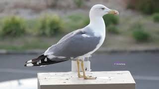 les mouettes font les poubelles vol de cigognes [upl. by Enetsirhc]