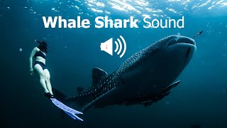 Whale Shark Sound  Rhincodon Typus Sound Effect  Animal Sounds [upl. by Timms]