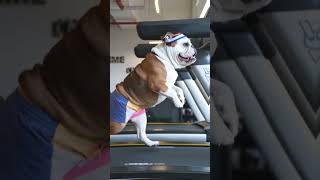 🏋️‍♂️ Bulldog on a Mission Running on the Treadmill to Lose Weight 🐾 6secondshorts aianimals [upl. by Orapma]