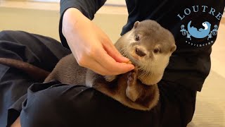 Otter Training Too Cute Bob Wasabi Oage [upl. by Latsirk]