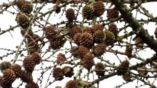 Birds of Gloucestershire Forest of Dean Marsh Tit Coal Tit Bullfinch and Crossbill 12122024 [upl. by Babby711]