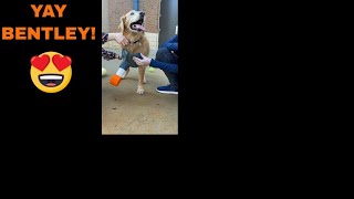 GET THE TISSUES Dog gets prosthetic after losing leg to cancer shorts [upl. by Harelda]