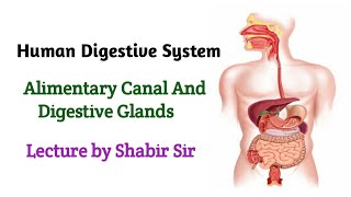 Human Alimentary Canal  What is Alimentary Canal  Excellor [upl. by Yrevi]