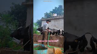 😱यार dairyfarm हमारे आप cow लोगों को यह dairy क्यों समझ में नहीं आता 🥹😭youtubeshorts trending [upl. by Nerti]