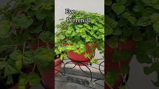 How to Propagate Pilea NummulariifoliaPudina ke jaisa dikhane wala Plant aadishkiduniya shorts [upl. by Shana874]