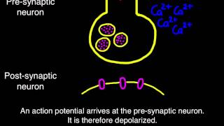 65 Transmission across a synapse [upl. by Algernon793]