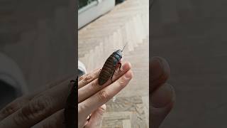 Madagascar hissing cockroach in hand foryou [upl. by Bob475]