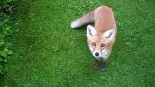 Fox nicking gooseberries [upl. by Kaufman]