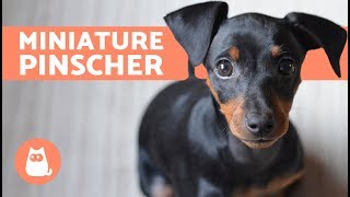 Miniature Pinscher – Characteristics Care and Training [upl. by Edaj]