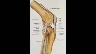 ARTICULACION DE LA RODILLA [upl. by Htenay]