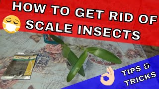 How To Get Rid Of Scale Insects On Orchids  TIPS amp TRICKS [upl. by Swayne]