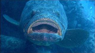 Goliath Groupers on a ship wreck [upl. by Lleznod]