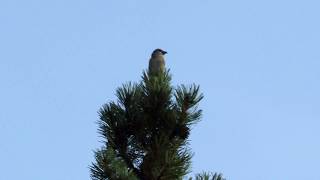 Red Crossbill calling from top of pine [upl. by Cut]