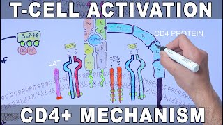 T Cell Activation  Mechanism [upl. by Markland]