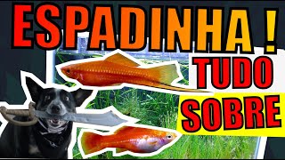 🔴TUDO SOBRE PEIXE ESPADINHA COMO CUIDAR LITRAGEM TEMPERATURA ALIMENTAÇÃO E  Mr Betta [upl. by Imaj]