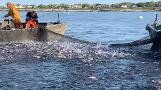 Rhode Island Scup Fishing [upl. by Gibeon]