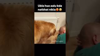 ubala hua aalu 😂😂🥔🥔🥔goldminesgreatindiancomedy2048 Animal [upl. by Aerdnod]