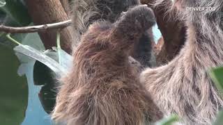 Raw video Baby sloth born at Denver Zoo [upl. by Ener]