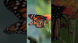 Curiosidades sobre las Mariposas 🦋cuteanimals shorts fyp [upl. by Greenstein]