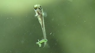 Three spined stickleback  young fishes Dreistachliger Stichling  Jungfische [upl. by Veljkov855]