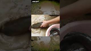 fishing trick 10 fish in one go microfacts [upl. by Judye298]