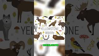 The Power of Wolves Unveiling the Yellowstone Trophic Cascades s puppy shortvideo [upl. by Mcgrody]