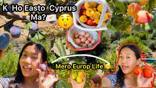 Cyprus Vlog 🇨🇾K Ho Easto Cyprus Ma🤔 Vlog Video Village  Picking Organic fruits Rosna Rai vlog [upl. by Erlond895]