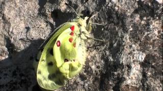 The Apollo  Parnassius apollo on the banks of the Jabron [upl. by Weismann]