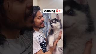 Husky puppy showing aggression 🚨to owner shorts [upl. by Sivatnod]