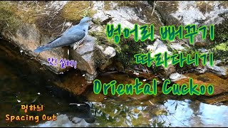 벙어리 뻐꾸기 따라다니다 목격한 것은  Following an Oriental Cuckoo [upl. by Eedya104]