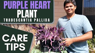 Purple Heart Plant Care Tips  Things to Take Care for Better Growth  Tradescantia Pallida [upl. by Waller]