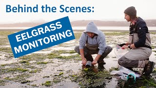 BehindtheScenes Eelgrass Monitoring [upl. by Sivaj]