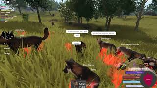 Cenozoic Survival Roblox Becoming Pack Leader in Big Dire Wolf Pack 33 [upl. by Onaicnop]