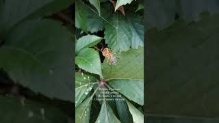 Araneus lordoftherings music spider nature insects [upl. by Acirrej734]