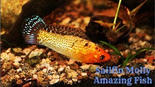 Sailfin Molly Amazing Fish [upl. by Heer999]