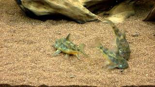 Corydoras paleatus [upl. by Market481]