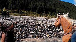 Hummingbird Bighorn Backcountry Sep 4 2021 [upl. by Nickie]