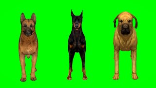 Dog Animals Running Green Screen  Animals Stampede Video  Animals Running [upl. by Airotel]