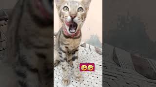 trending video catlover 🤣🤣 [upl. by Adolphe]