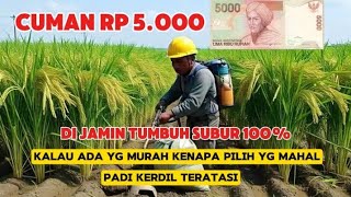 TERBUKTIKarena ini tanaman padi tumbuh suburmodal 5000 rupiah [upl. by Con]