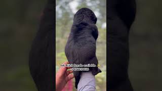 Labrador Black female available ✨ 7976610026 dog breed pets labrador [upl. by Etom321]