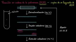 Reacción en cadena de la polimerasa PCR  Biotecnología  Biología  Khan Academy en Español [upl. by Nyltyak]