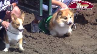 Canterbury Park Corgi Races 7302016 [upl. by Reibaj]