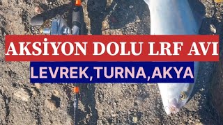 LRF İLE KUZU AVIKÜÇÜKLERİ SALDIKBÜYÜĞÜ KAÇIRDIK KUZUYU ALDIK [upl. by Maice]