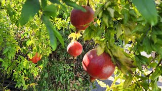 Picking Wonderful Pomegranates at Home The Joys of Growing Your Own Fruit Trees [upl. by Razid]