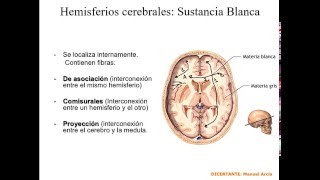 HEMISFERIOS CEREBRALES SISTEMA DE FIBRAS [upl. by Rialcnis220]