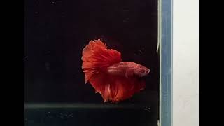 ORANGE ROSETAIL BETTA FISH  exotic bettafish video [upl. by Niko]