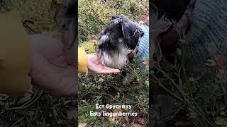 Ест бруснику My dog eats lingonberries [upl. by Bruns]