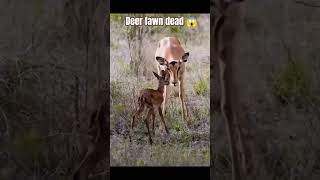 😱Deer fawn dead  deer care for baby  deer voice shorts viral youtubeshorts love trending 😭 [upl. by Cote]